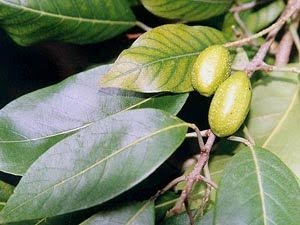 Triphala, ayurvedic formulation for treating and preventing cancer: a review | Ayurvedic Point©, Milano