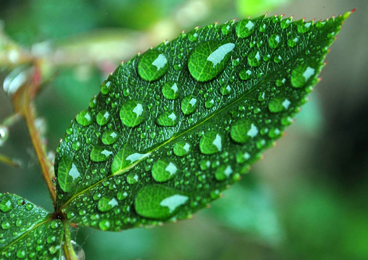 Anūpana, significato - Glossario Ayurvedico | Ayurvedic Point©, Milano
