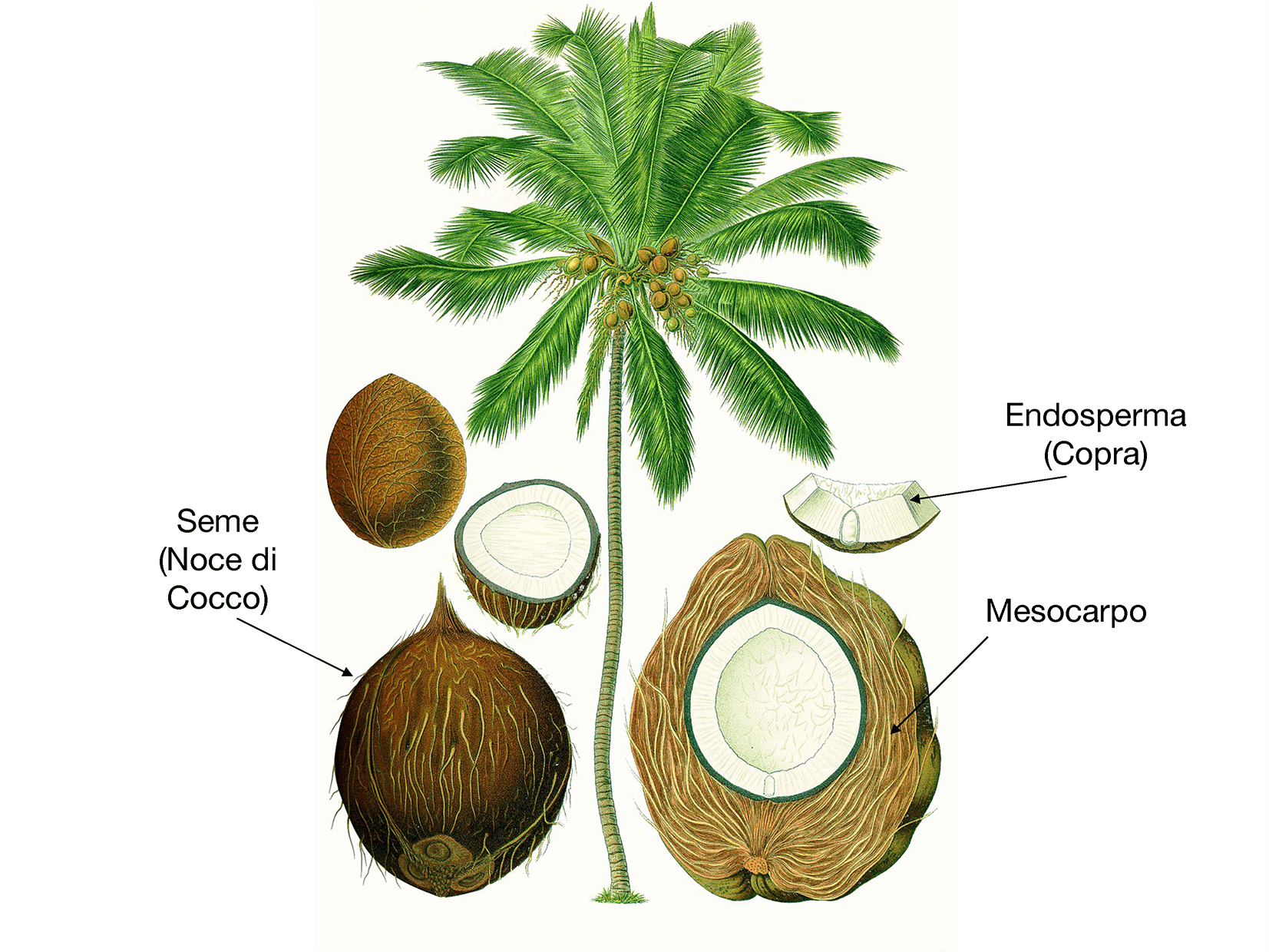 Cocco (Cocos nucifera Linn.) Narikela Ayurvedic Point, Milano