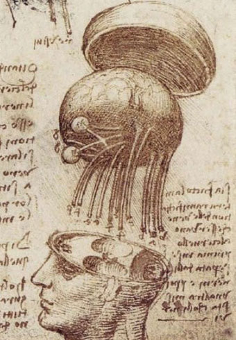 disegno di Leonardo da Vinci del cervello umano | Ayurvedic Point©, Milano