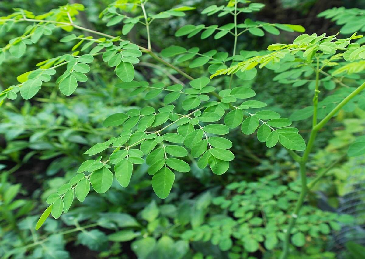 Attività Antirughe Dell'Olio Dei Semi Della Moringa Oleifera | Ayurvedic Point©, Milano