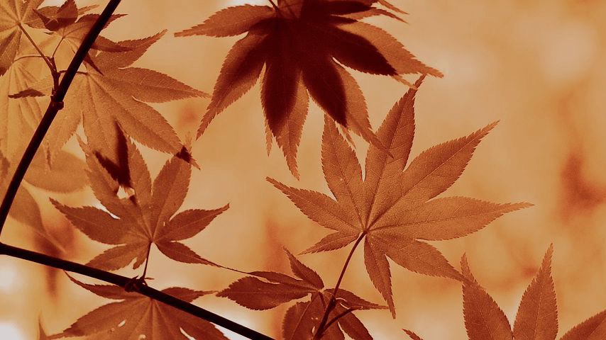 Ritiro Āyurveda di Purificazione - ottobre 2021 | Ayurvedic Point©