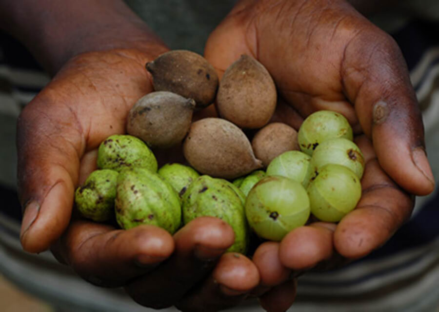 i tre frutti della triphala | Ayurvedic Point, Scuola di Āyurveda, Milano