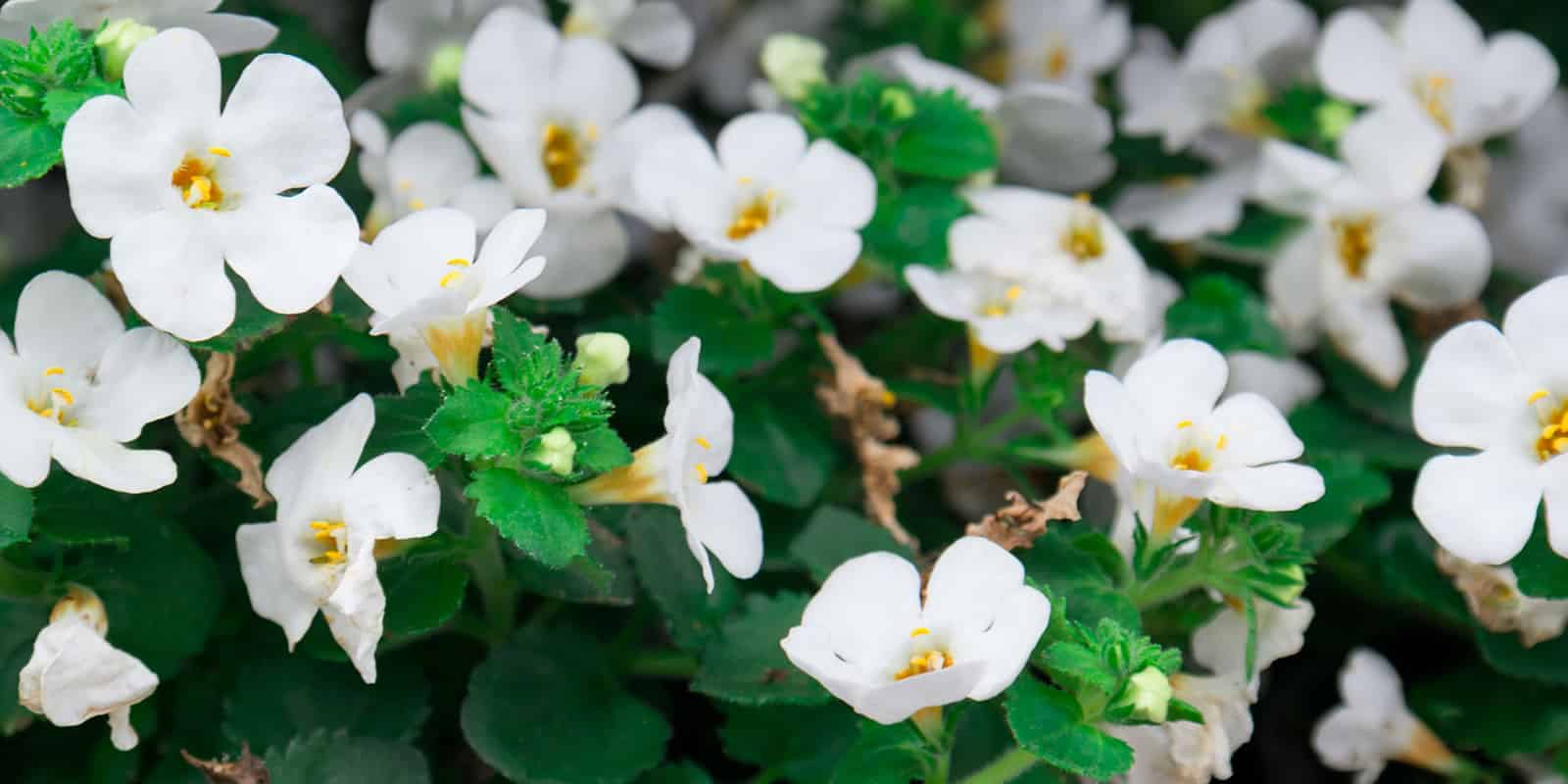 Brahmi (Bacopa monnieri): An ayurvedic herb against Alzheimer | Ayurvedic Point©, Milano