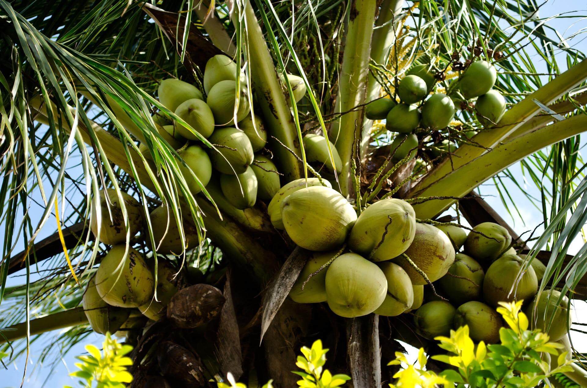 Cocco (Cocos nucifera Linn.) - Narikela - uso in Āyurveda | Ayurvedic Point@, Milano