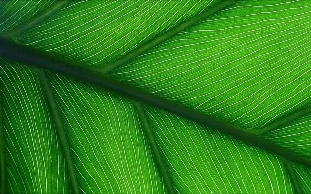 Dhamani